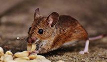 24 Hour & Emergency Exterminators in Loch Lynn Heights, MD